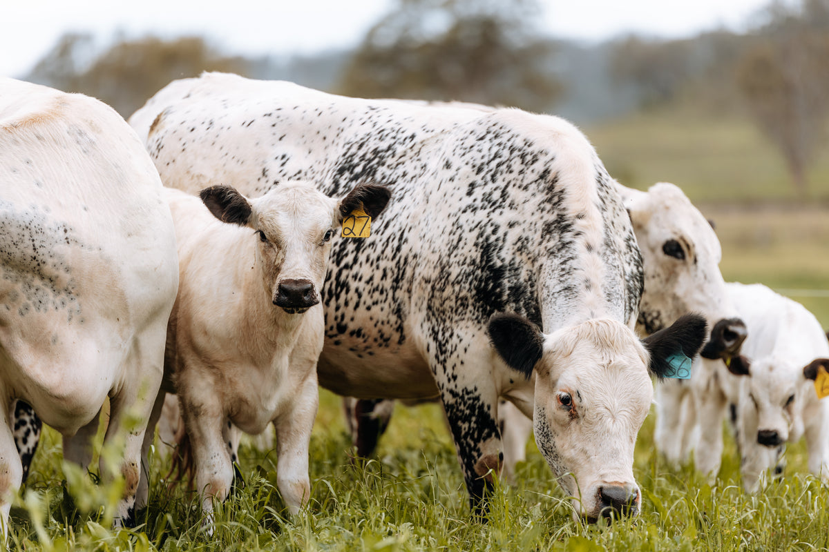 Quarter Beast - Grass Fed Beef Share – Budgee Valley Beef
